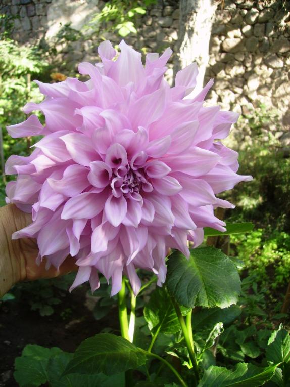 Name:  erciyes lila 3 yaplan.jpg
Views: 1114
Size:  74.2 KB