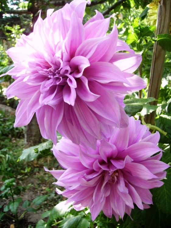 Name:  erciyes lila yaplan.jpg
Views: 1157
Size:  75.4 KB