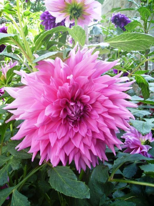 Name:  erciyes penbe 2 yaplan.jpg
Views: 1147
Size:  76.7 KB