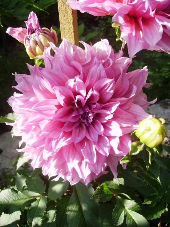 Name:  erciyes penbe yaplan.jpg
Views: 1138
Size:  75.2 KB