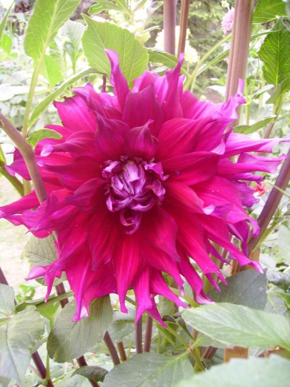 Name:  jocondo yaplan.jpg
Views: 1199
Size:  74.2 KB
