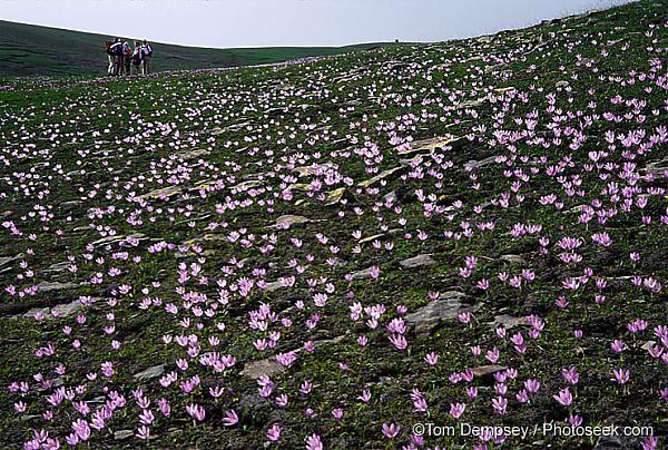 Name:  01GRE-36-16-CrocusTimfiMassif.jpg
Views: 1256
Size:  104.1 KB