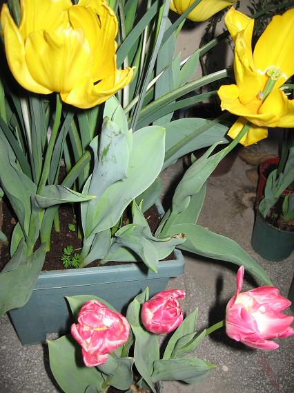 Name:  Resim 006.jpg
Views: 1292
Size:  63.2 KB