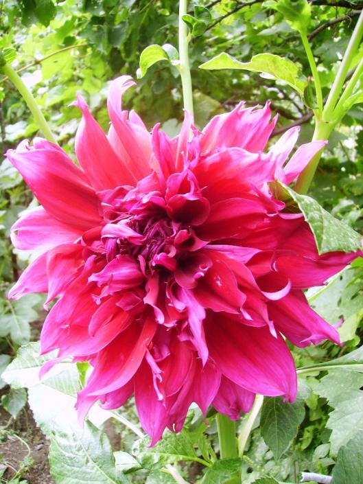 Name:  ankara krmz.jpg
Views: 1234
Size:  78.0 KB
