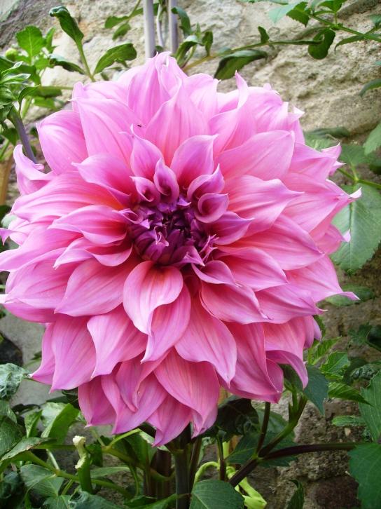 Name:  izmir penbe.jpg
Views: 1267
Size:  74.8 KB