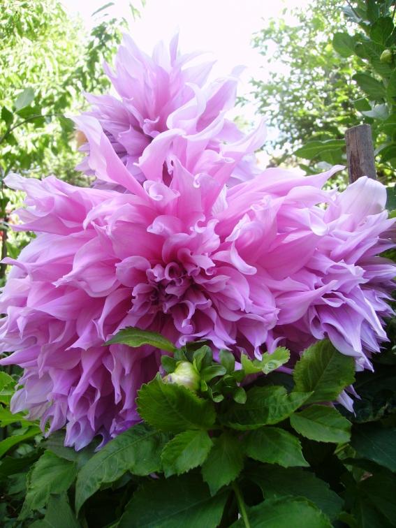 Name:  lila.jpg
Views: 1298
Size:  74.5 KB