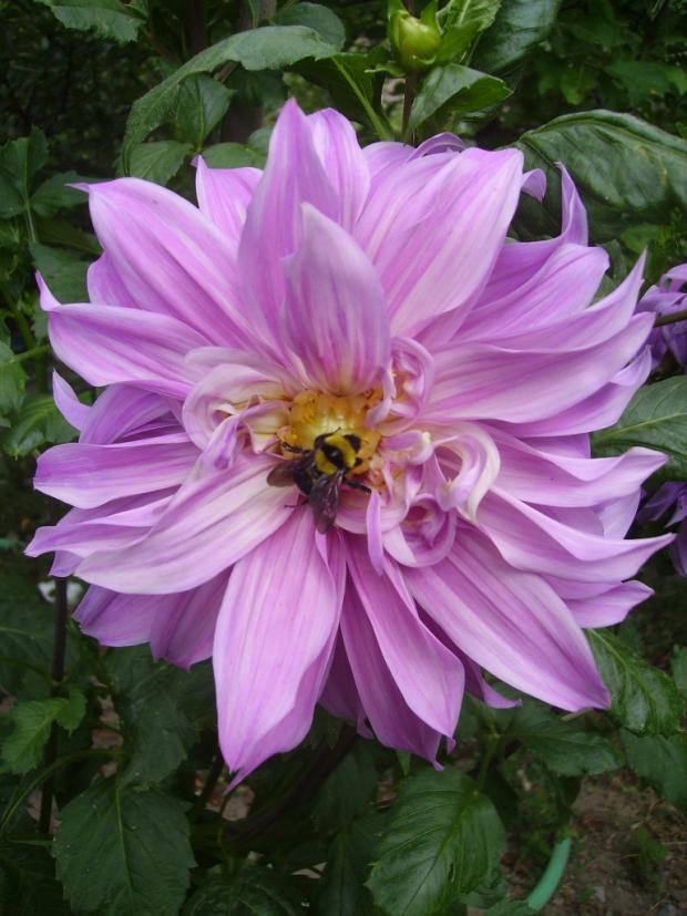 Name:  arl.jpg
Views: 1139
Size:  71.2 KB