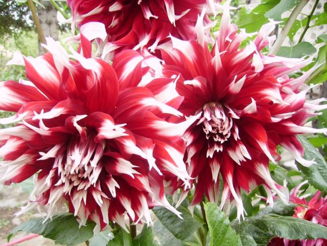 Name:  krmz - beyaz.jpg
Views: 1479
Size:  71.0 KB