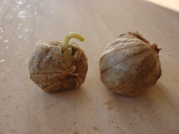 Name:  Seed heads.jpg
Views: 2729
Size:  43.4 KB