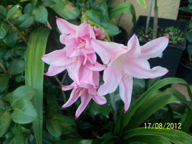 Name:  101_0661.jpg
Views: 574
Size:  41.0 KB