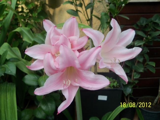 Name:  101_0826.jpg
Views: 546
Size:  38.9 KB