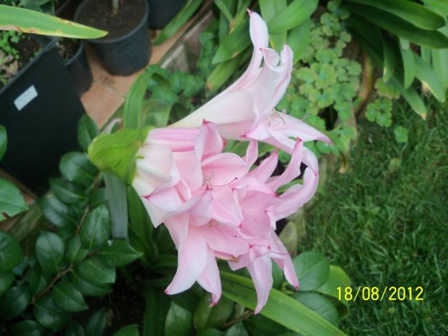 Name:  101_0829.jpg
Views: 598
Size:  44.0 KB