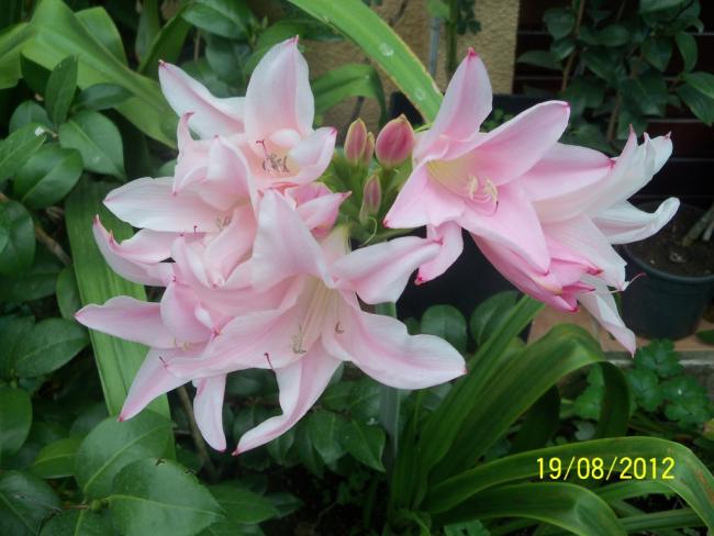 Name:  101_0887.jpg
Views: 567
Size:  44.1 KB