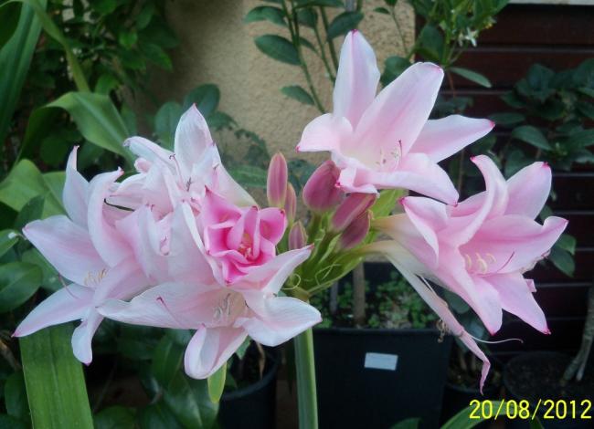 Name:  101_0969.jpg
Views: 549
Size:  42.5 KB