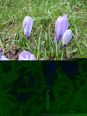 Name:  mor-idem-1.jpg
Views: 1166
Size:  59.7 KB