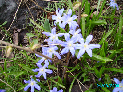Name:  in-smbl.jpg
Views: 3149
Size:  57.7 KB