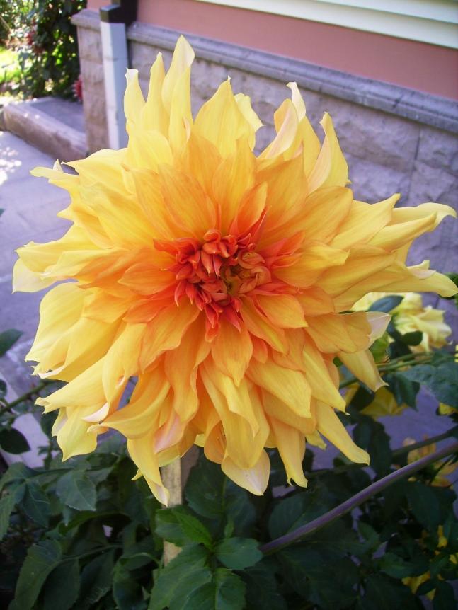 Name:  ampanya benzeri 1.jpg
Views: 2609
Size:  69.8 KB
