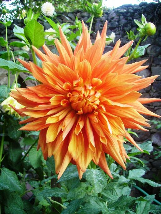 Name:  yeni renk 1.jpg
Views: 2536
Size:  78.1 KB