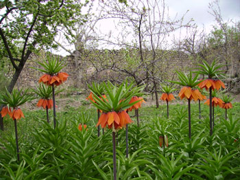 Name:  ters-lale.jpg
Views: 8485
Size:  43.7 KB