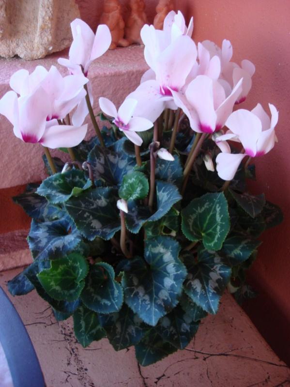 Name:  Cyclamen.jpg
Views: 4645
Size:  62.7 KB