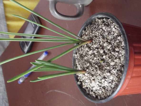 Name:  muscari 1.jpg
Views: 1011
Size:  27.9 KB