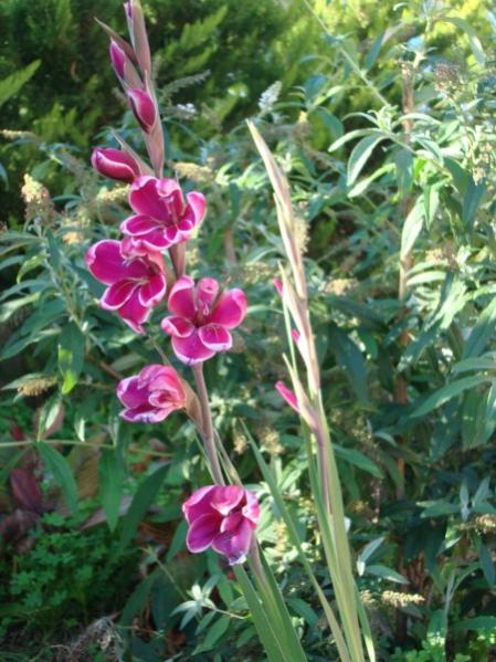 Name:  Gladioli.jpg
Views: 1513
Size:  56.7 KB