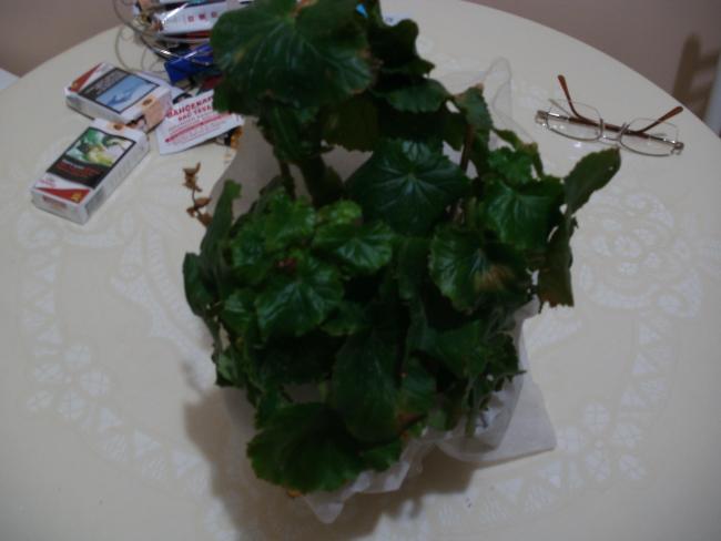 Name:  PC210028a.jpg
Views: 3122
Size:  27.8 KB