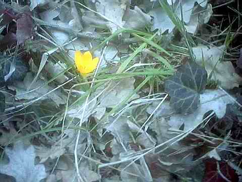 Name:  safran doal.jpg
Views: 51530
Size:  25.2 KB