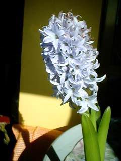 Name:  sumbul.jpg
Views: 51114
Size:  13.3 KB