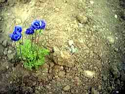 Name:  manisa.jpg
Views: 55391
Size:  10.0 KB
