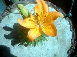 Name:  zambak.jpg
Views: 51113
Size:  7.0 KB