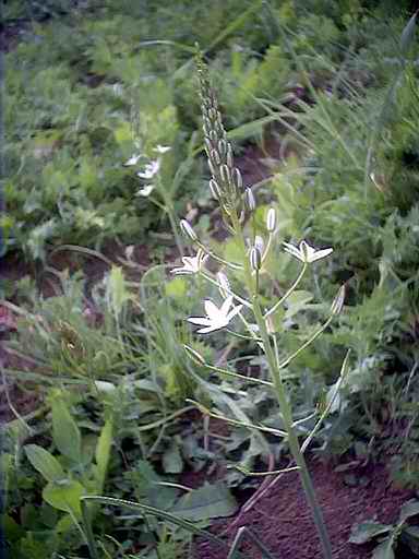 Name:  yabani1.jpg
Views: 60995
Size:  26.3 KB