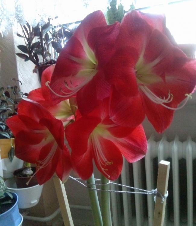Name:  aviary_1359042941813.jpg
Views: 823
Size:  57.7 KB