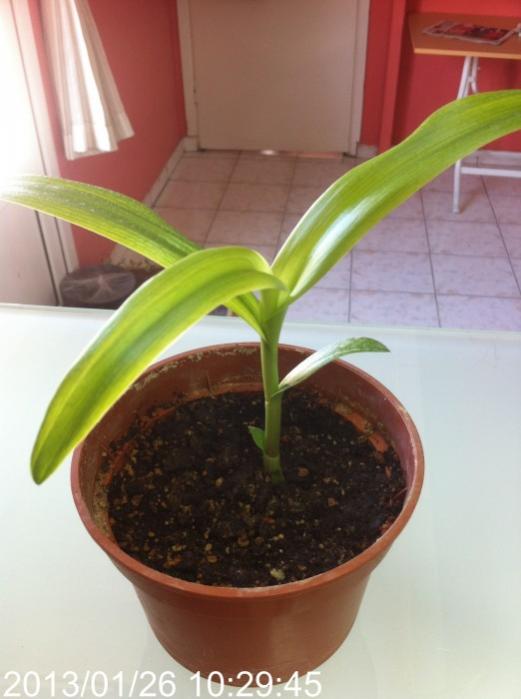 Name:  crinum.jpg
Views: 3625
Size:  37.1 KB