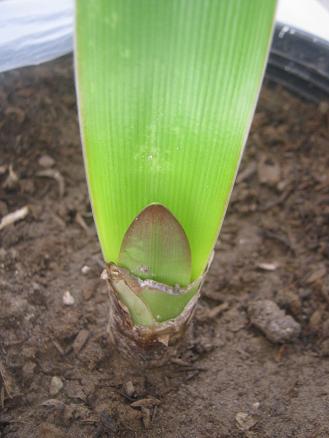 Name:  amaryllis.JPG
Views: 1400
Size:  29.8 KB