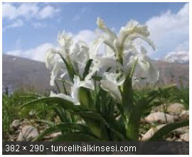 Name:  SNAG-0864.jpg
Views: 1128
Size:  15.0 KB