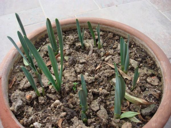 Name:  narcissus.jpg
Views: 735
Size:  52.1 KB
