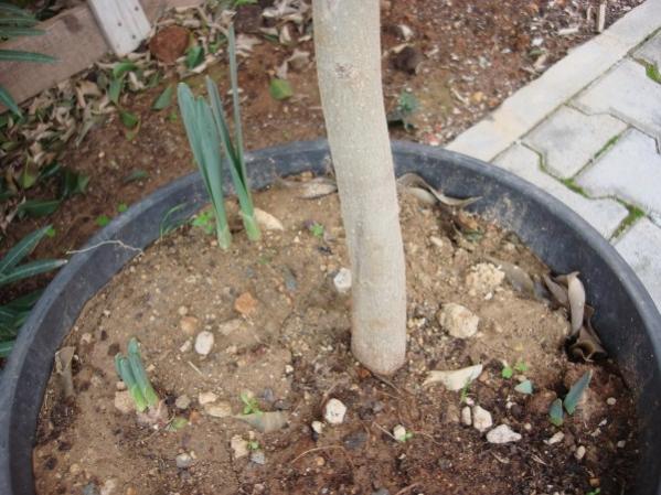 Name:  in plastic pot.jpg
Views: 727
Size:  52.8 KB