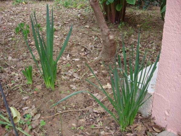 Name:  3 years in a garden.jpg
Views: 1159
Size:  60.4 KB