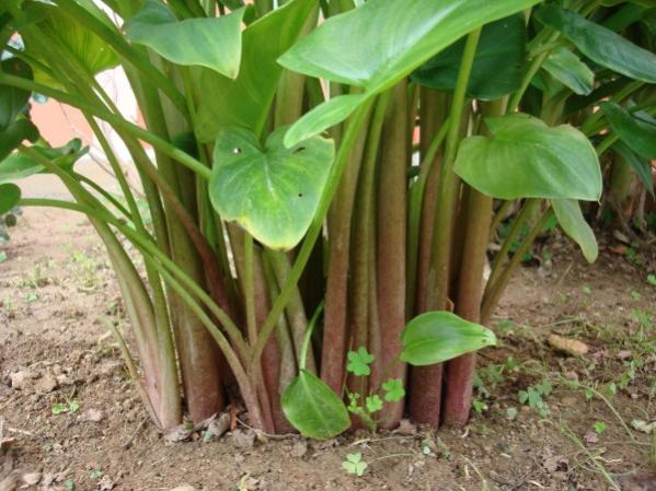 Name:  arum.jpg
Views: 1671
Size:  52.9 KB
