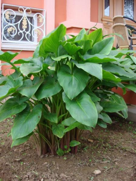 Name:  lily.jpg
Views: 1761
Size:  51.2 KB