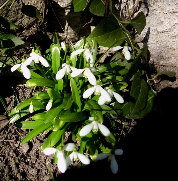 Name:  karadeniz kardeleni.jpg
Views: 1248
Size:  73.3 KB