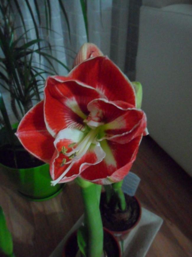Name:  SAM_2621.jpg
Views: 1803
Size:  49.0 KB