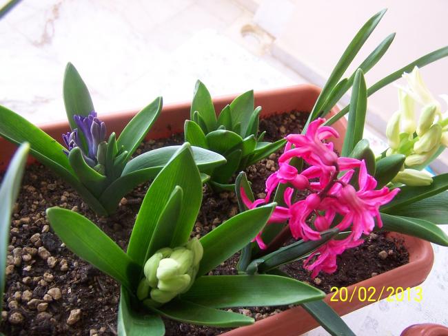 Name:  030.jpg
Views: 994
Size:  53.4 KB