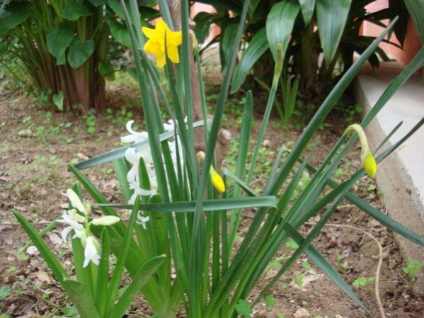 Name:  scented narcissus.jpg
Views: 915
Size:  54.5 KB