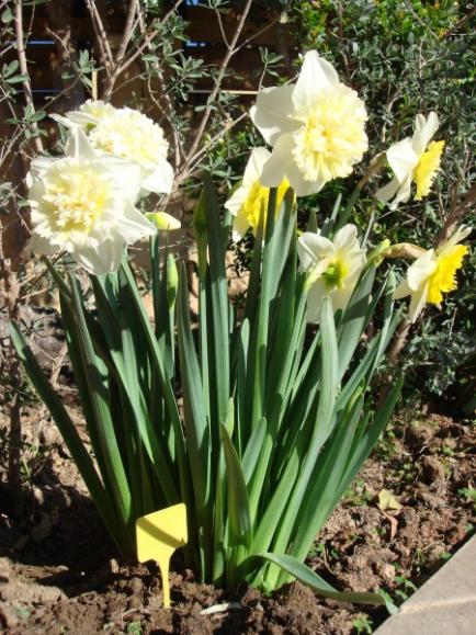 Name:  daffodils.jpg
Views: 874
Size:  66.6 KB