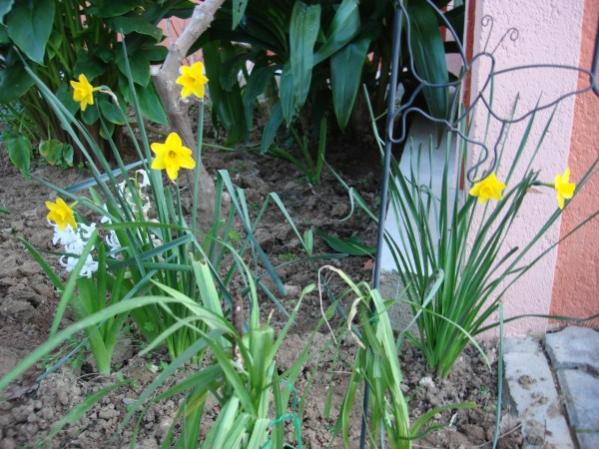 Name:  north daffodils.jpg
Views: 857
Size:  58.7 KB