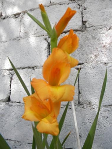 Name:  DSCN3904.jpg
Views: 1245
Size:  31.4 KB
