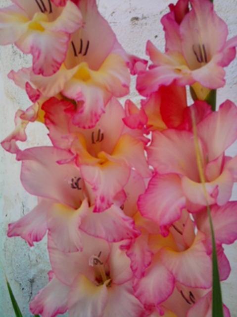 Name:  Fotoraf2939.jpg
Views: 1122
Size:  34.3 KB