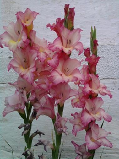 Name:  Fotoraf2964.jpg
Views: 1244
Size:  31.2 KB